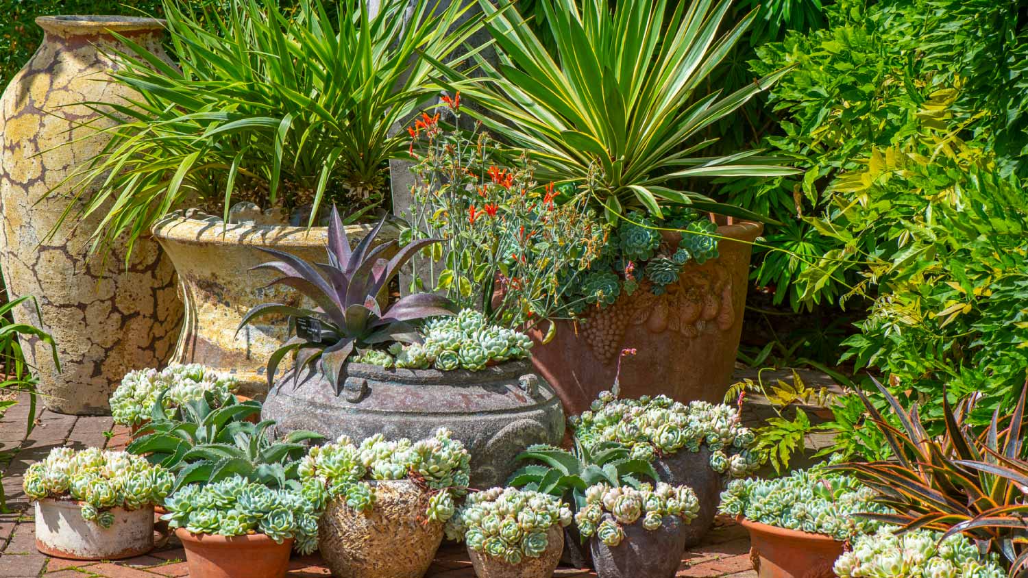 An arrangement of Terracotta pots