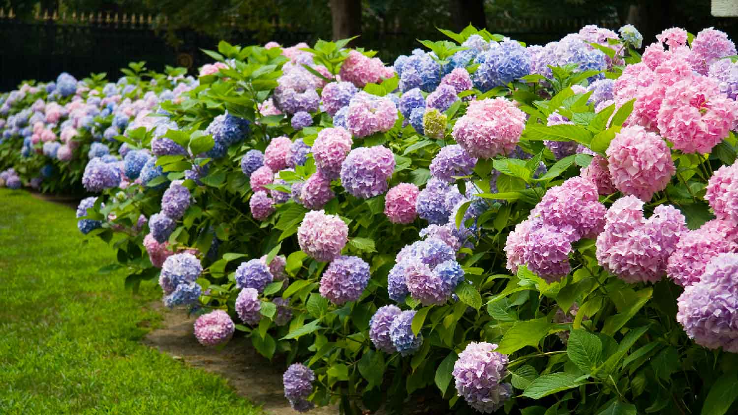 An array of hydrangea shrubs