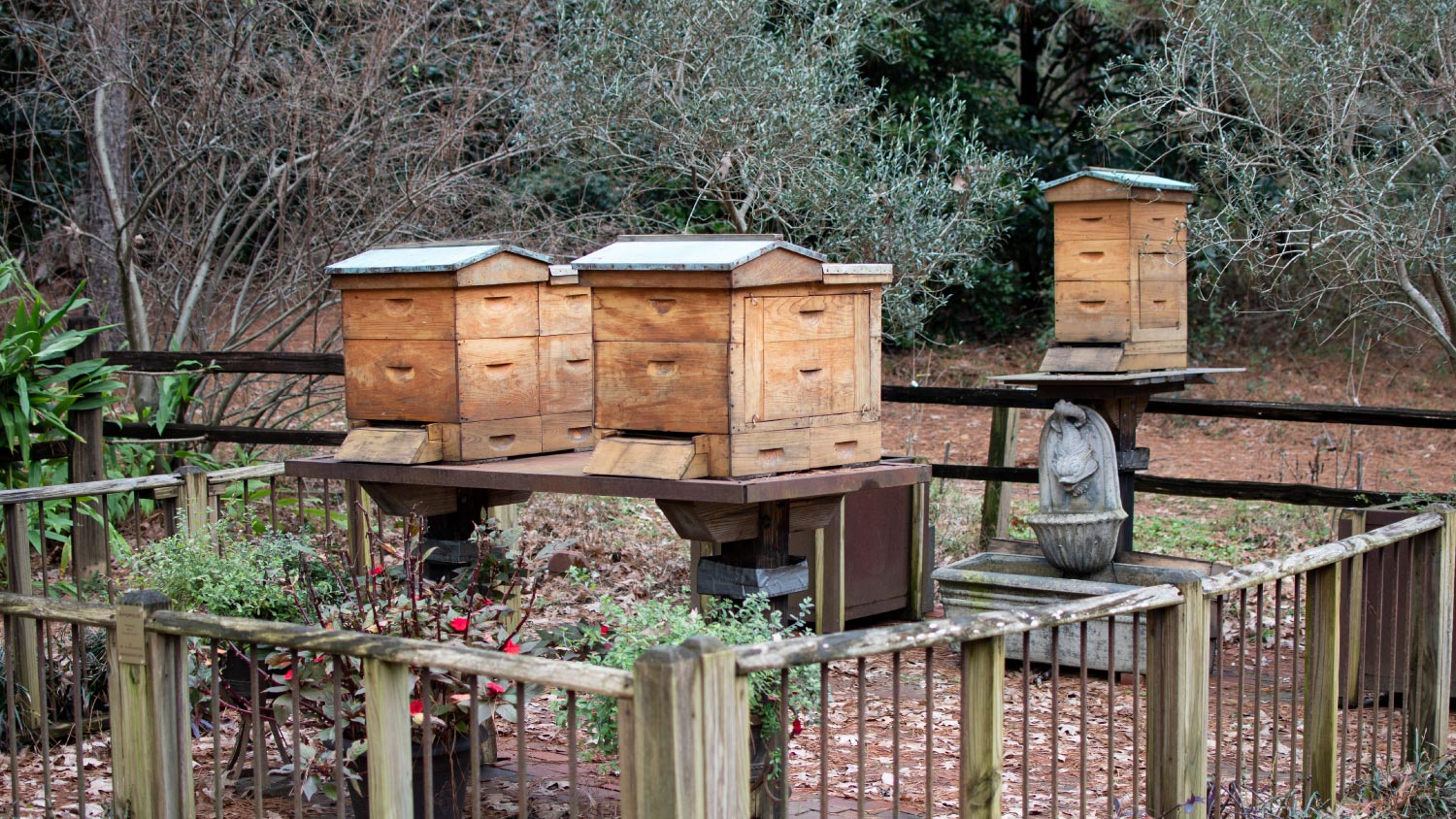 A backyard bee farm