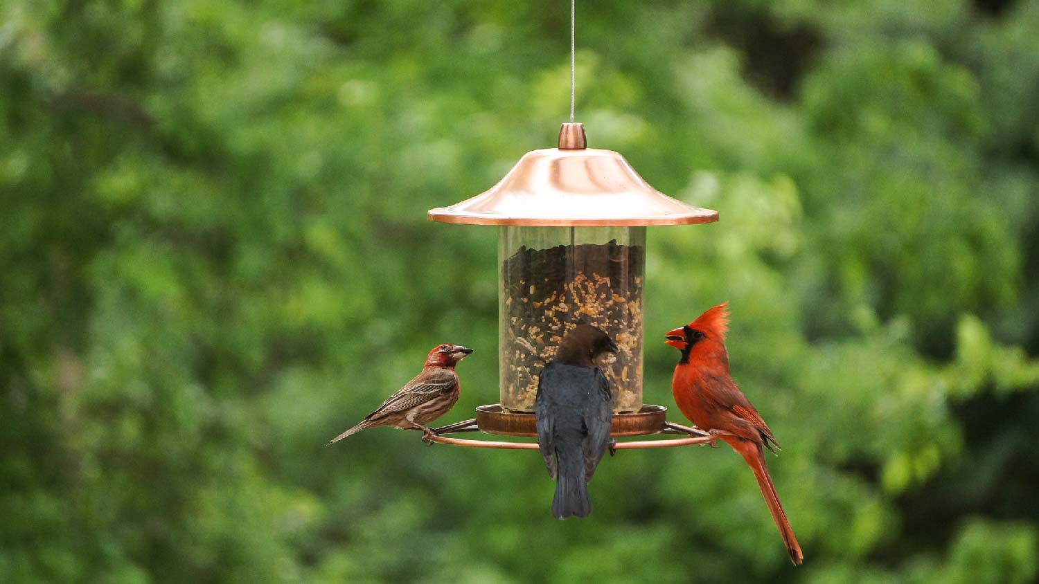 Birds in a backyard eating from a hanging bird feeder