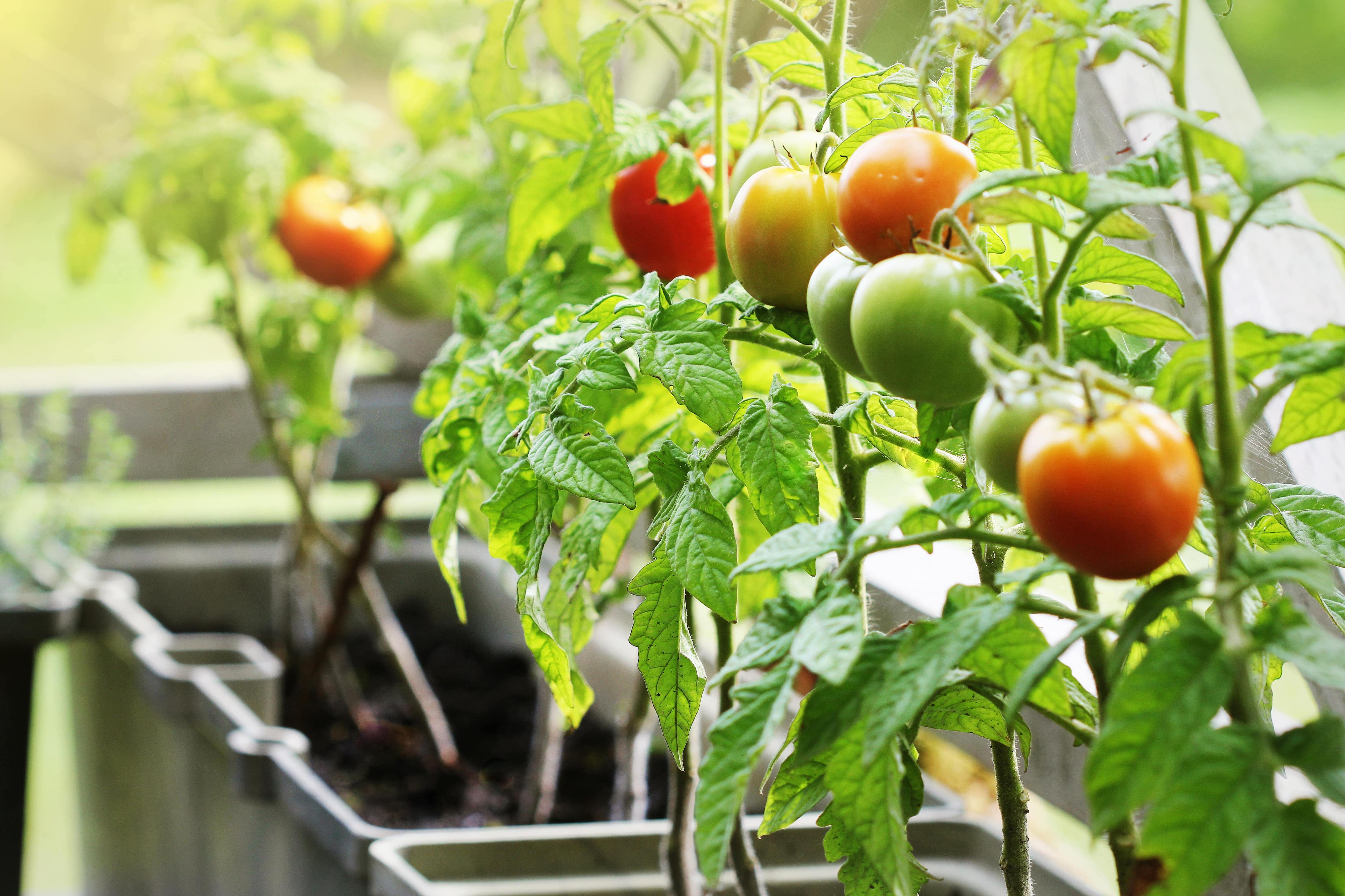 Tomatoes growing in containers