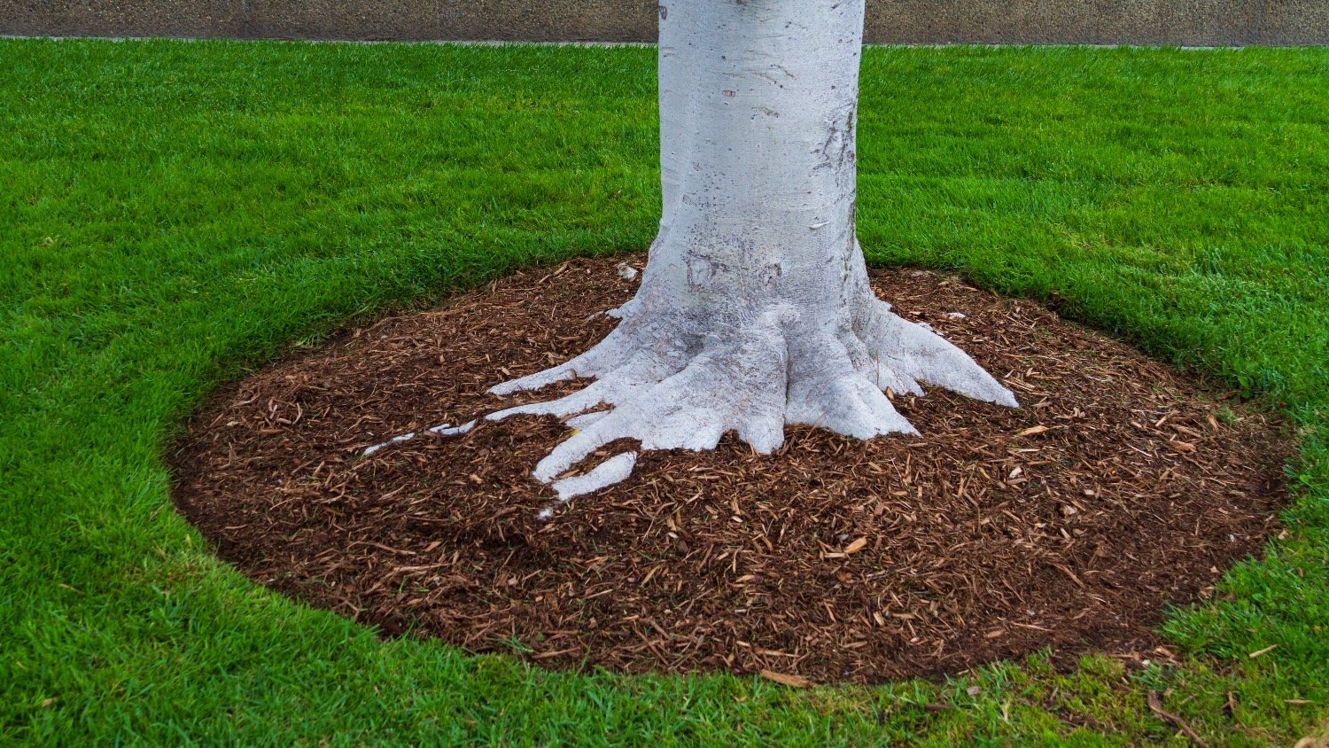 backyard tree surrounded by mulch 