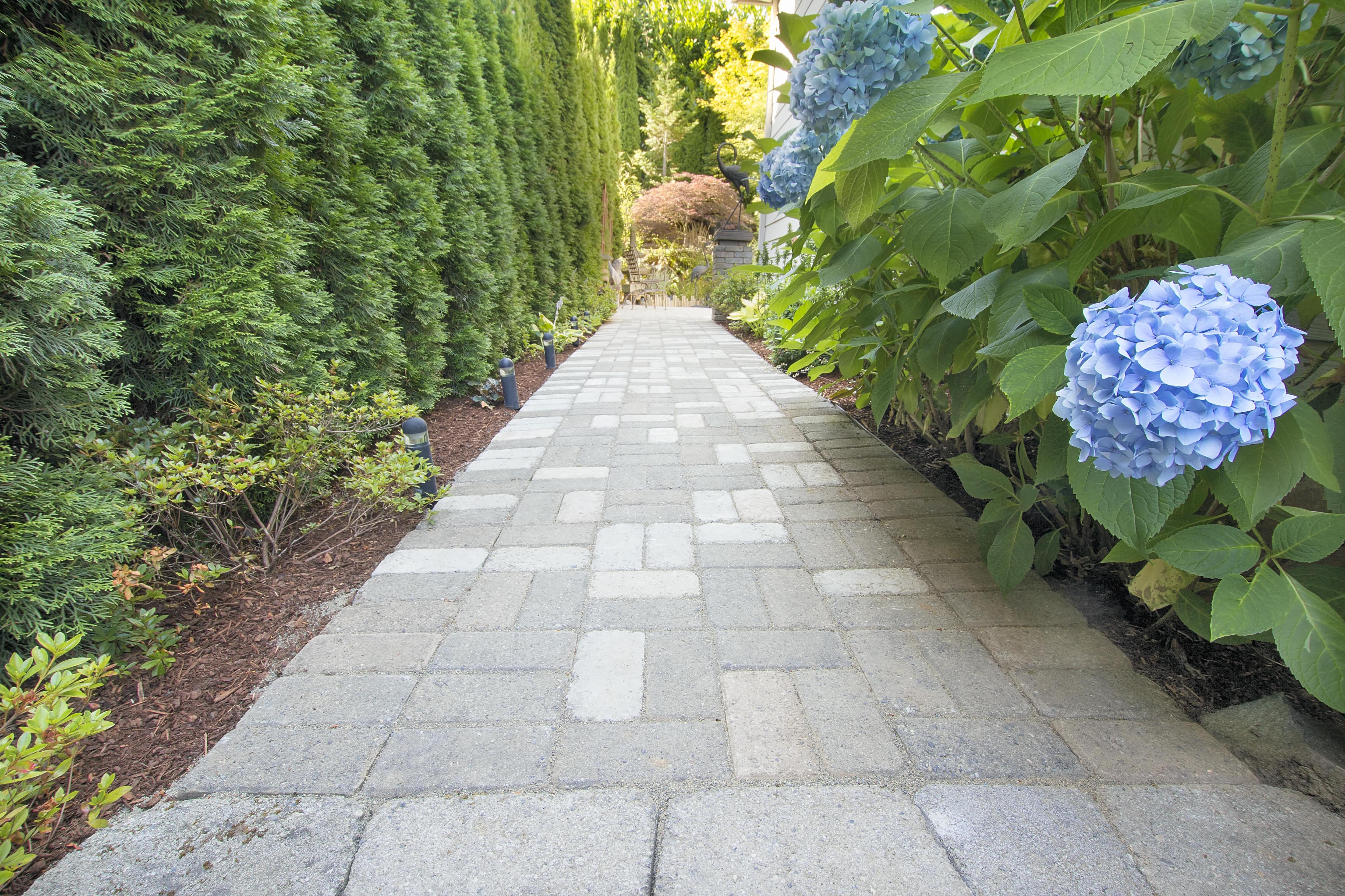 Paver walkway in yard