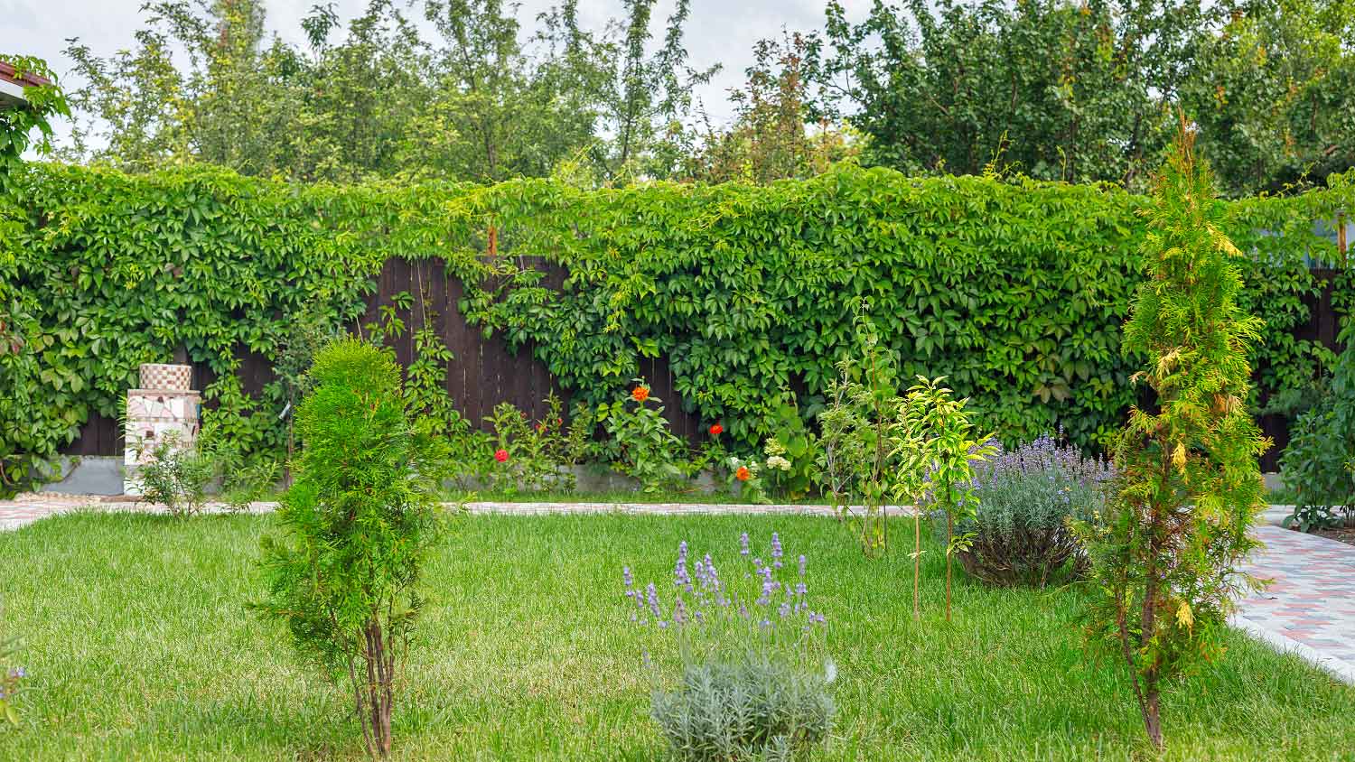 A wooden fence covered with vine plants in the backyard of a house