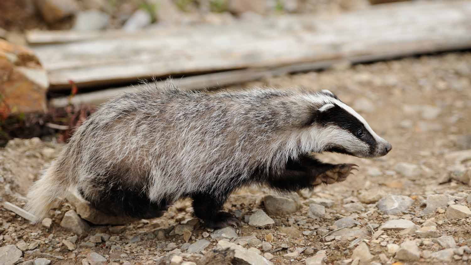 badger crawling in yard 