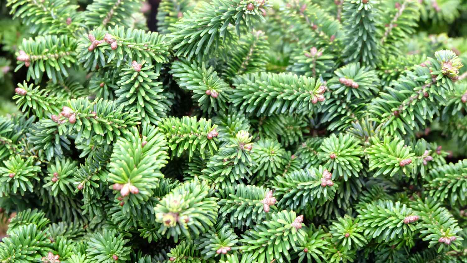 A balsam fir tree