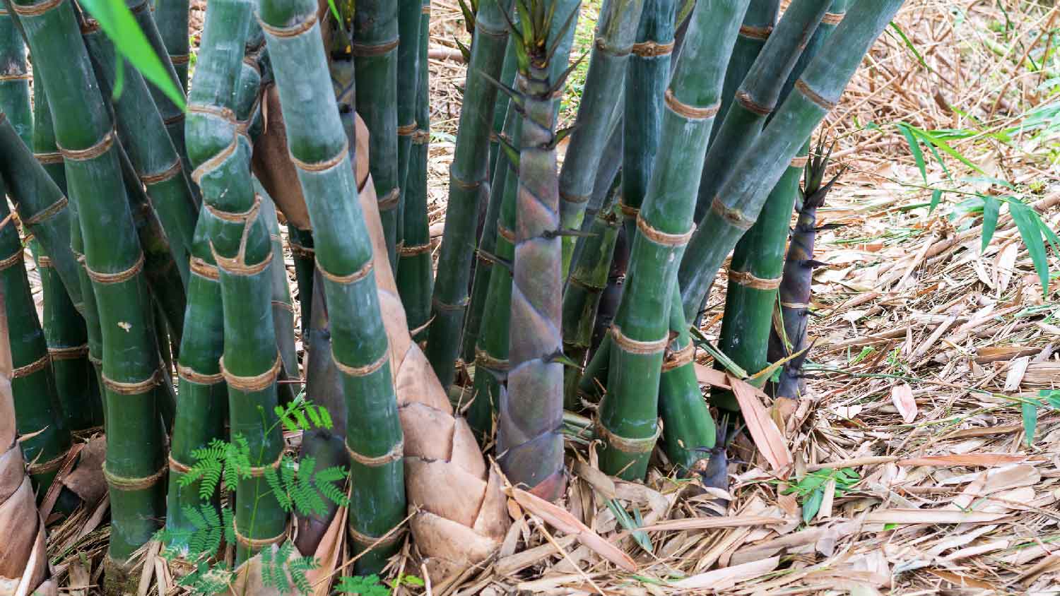 Bamboo plants