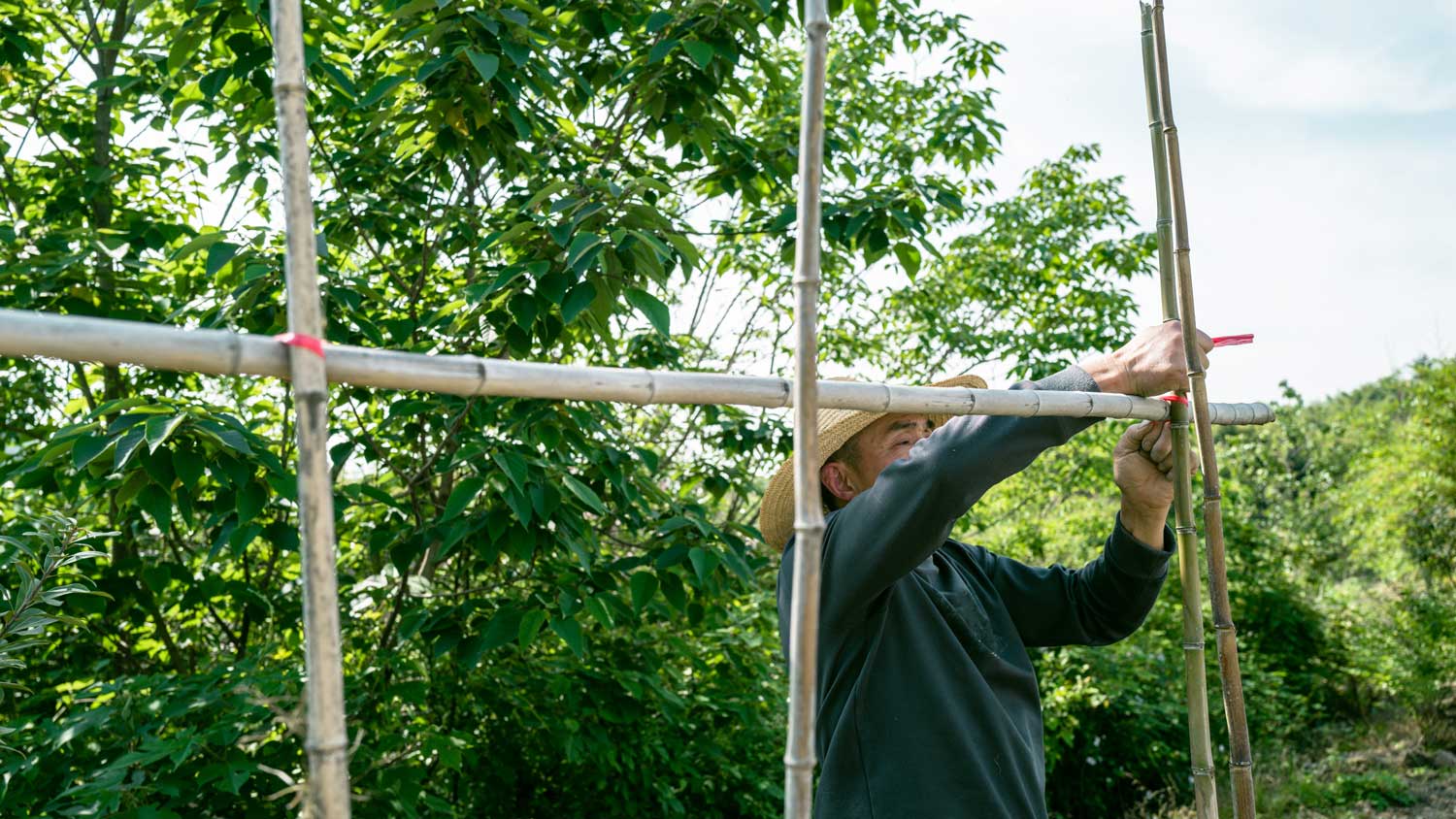 Man building bamboo fence