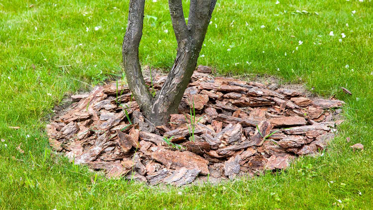 Mulch from the bark of a tree around a young tree