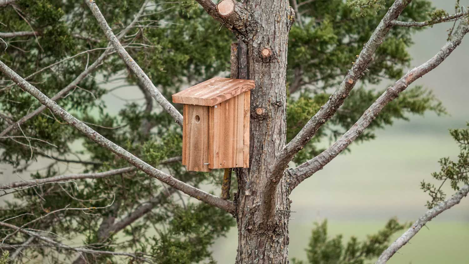 basic birdhouse on a tree