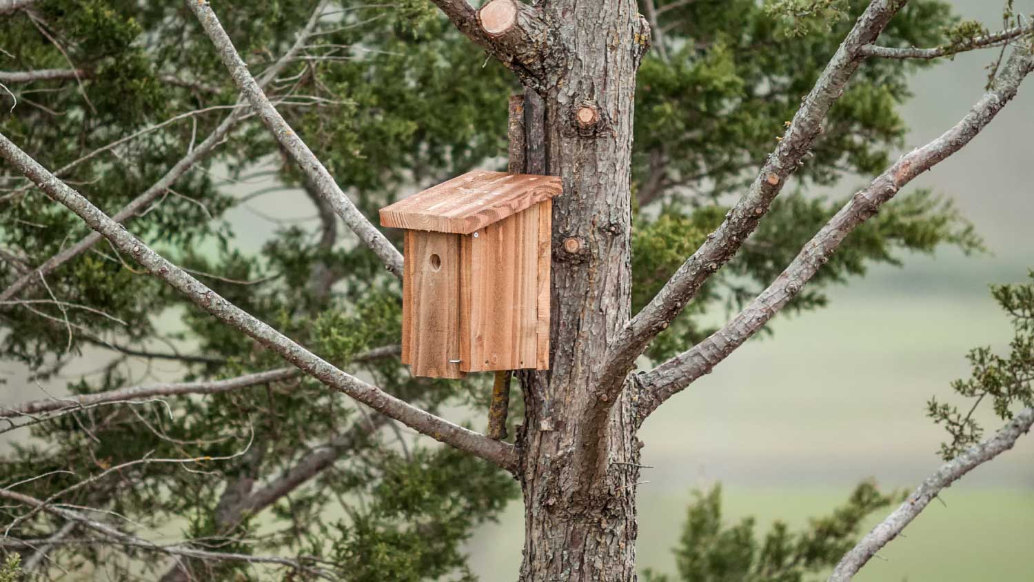 basic birdhouse on a tree