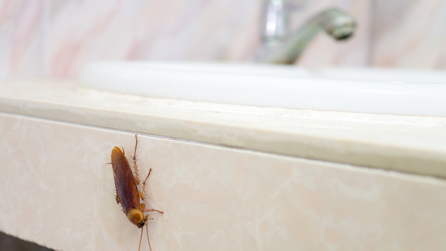 Cockroach on bathroom sink