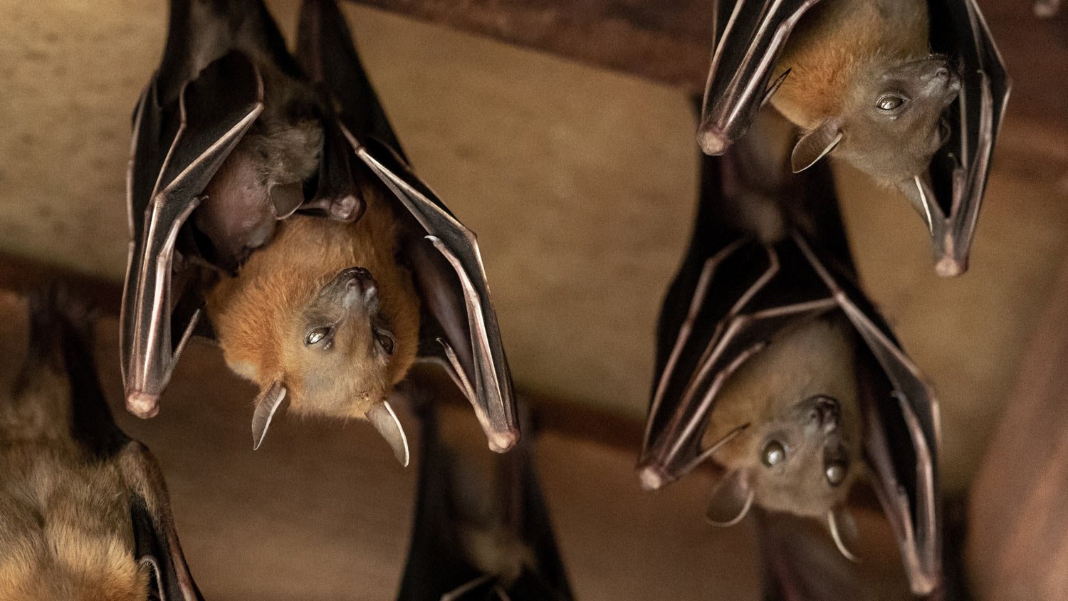 Bats in an attic hanging from the ceiling