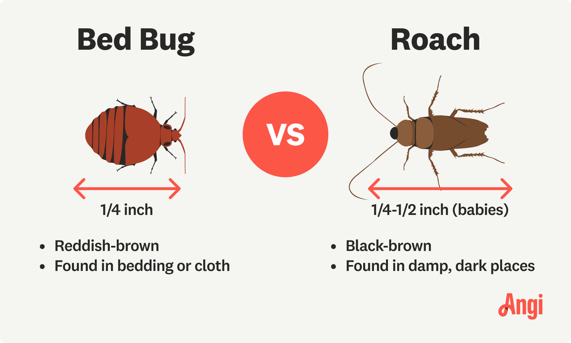 Bed bug versus roach illustrated, with bed bugs being a reddish brown color, and roaches are dark brown