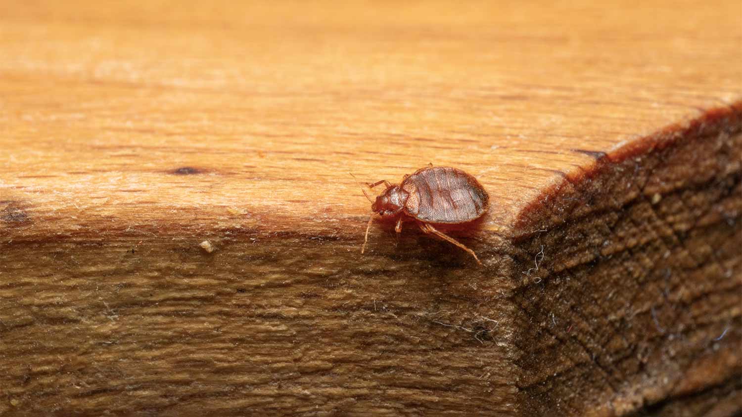 bed bug on wooden furniture 