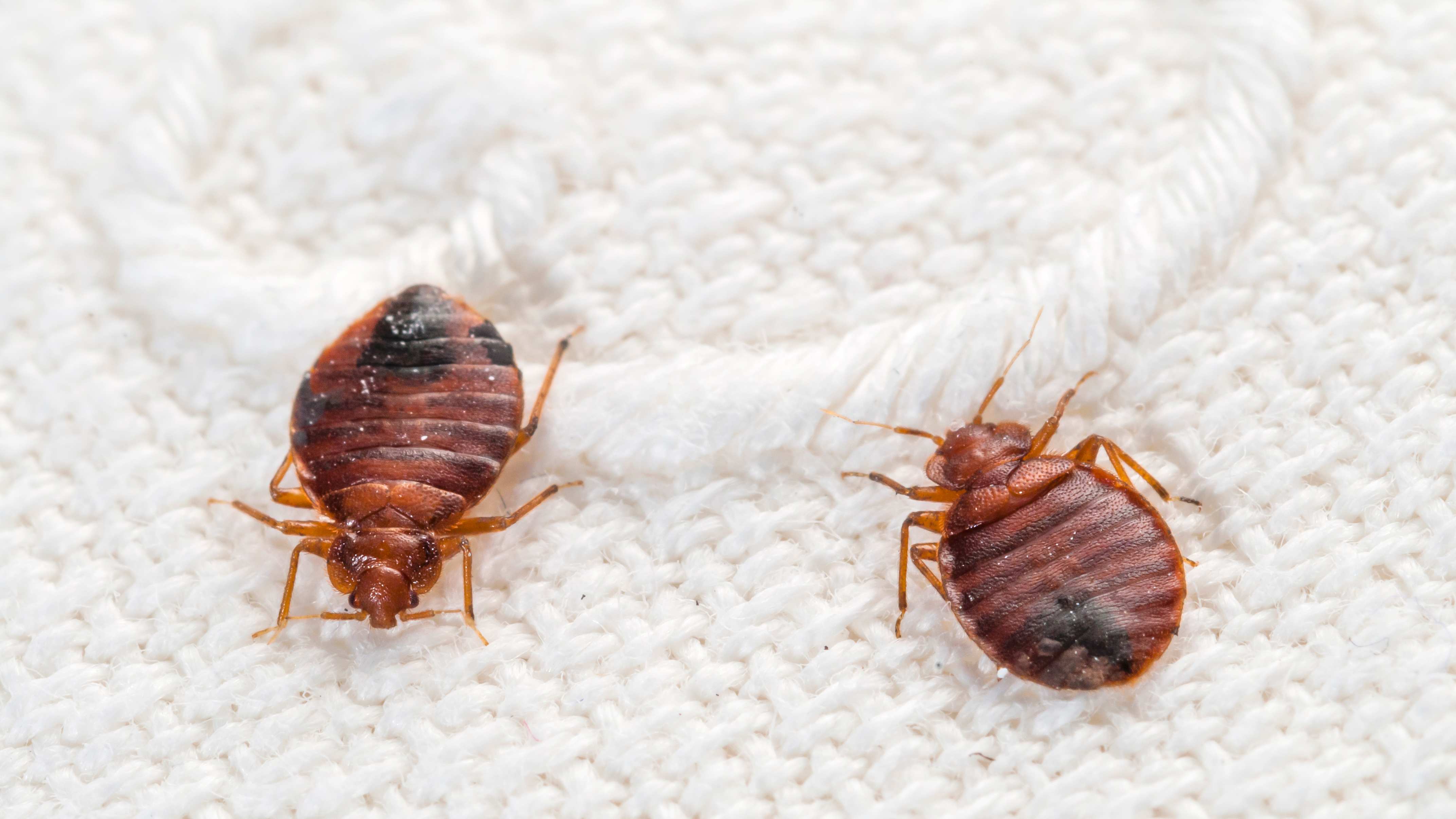 Bed bugs on a white woven bed cover
