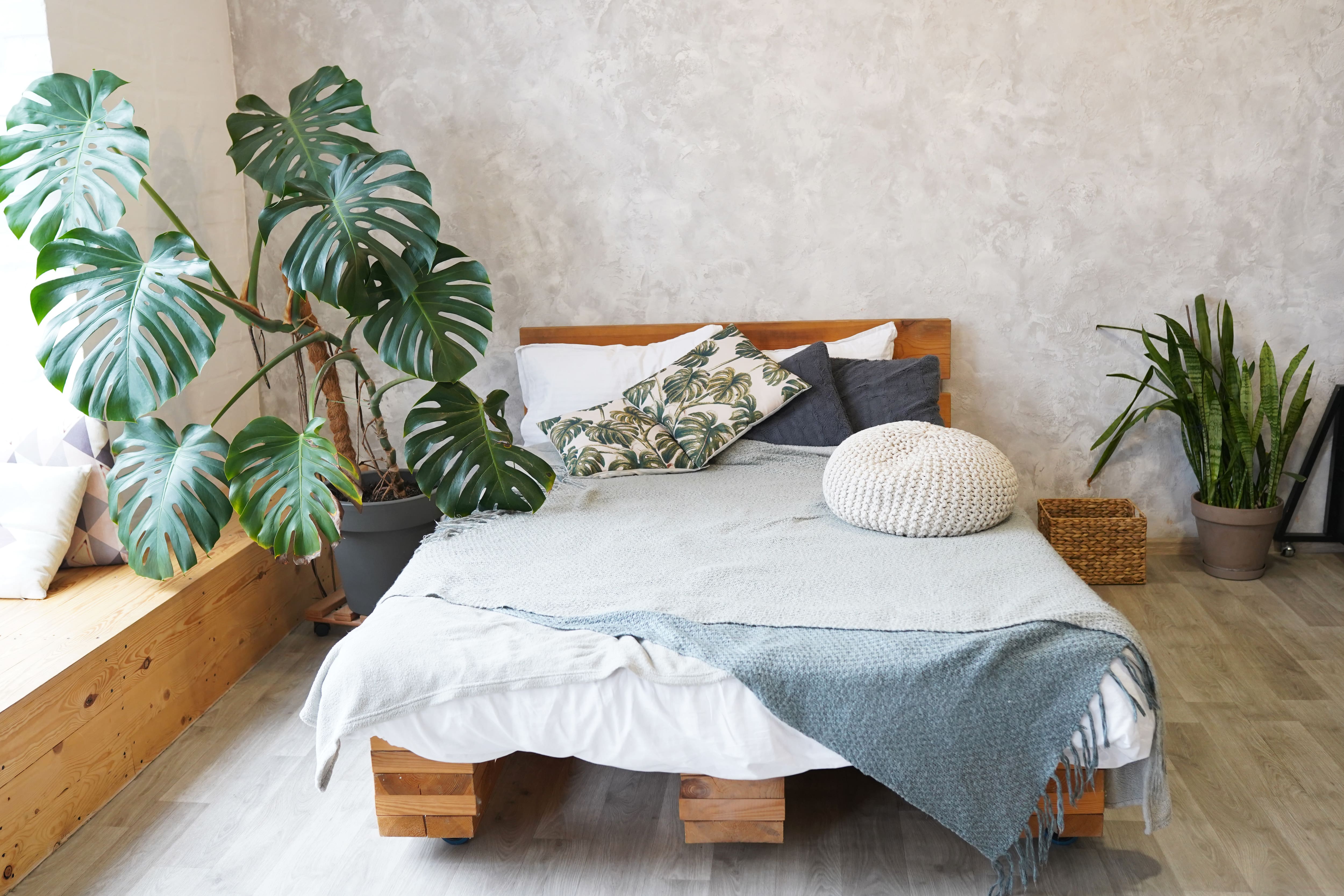 Minimalist bedroom with wooden bed platform, textured walls, and oversized plants