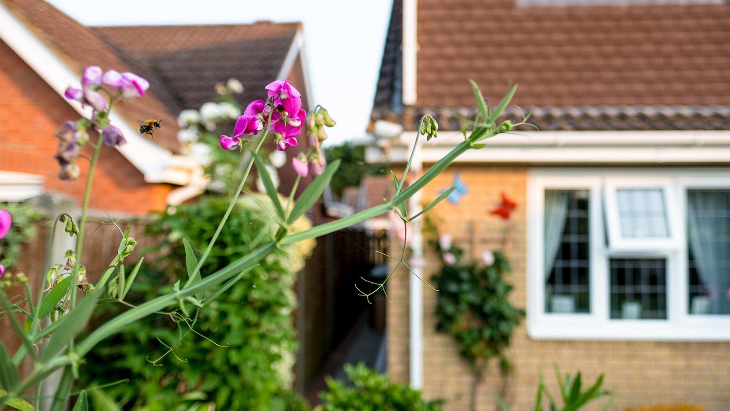 bee flying around flowers near house