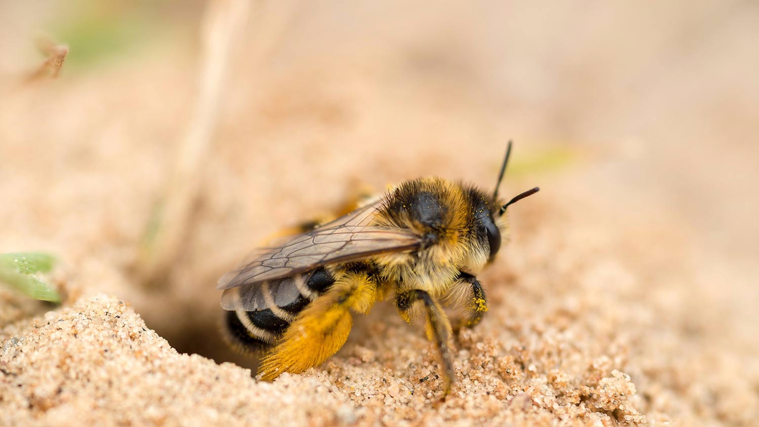 bee coming out the ground