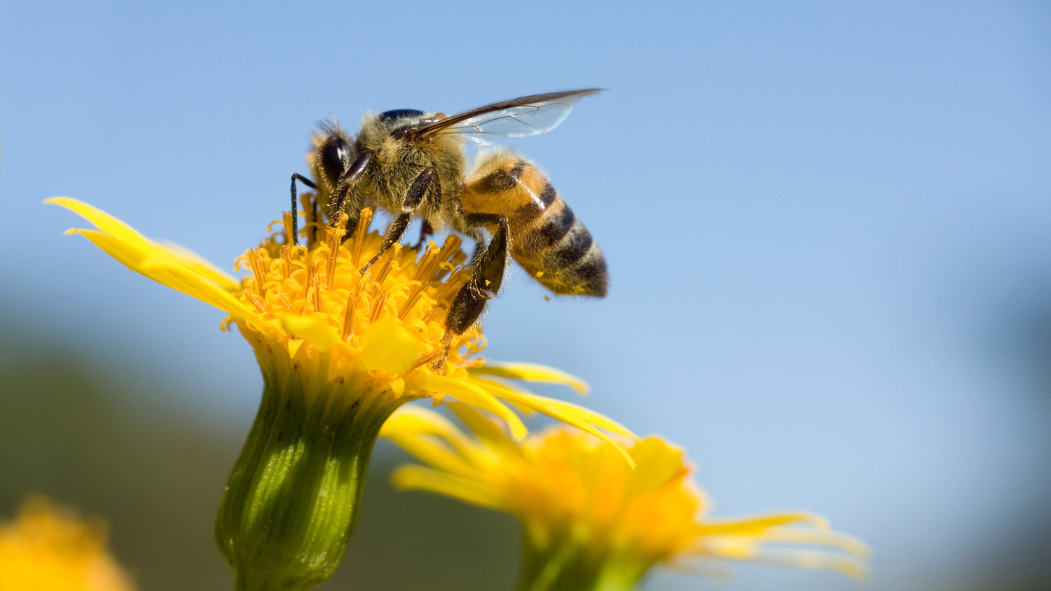 Bee with a flower