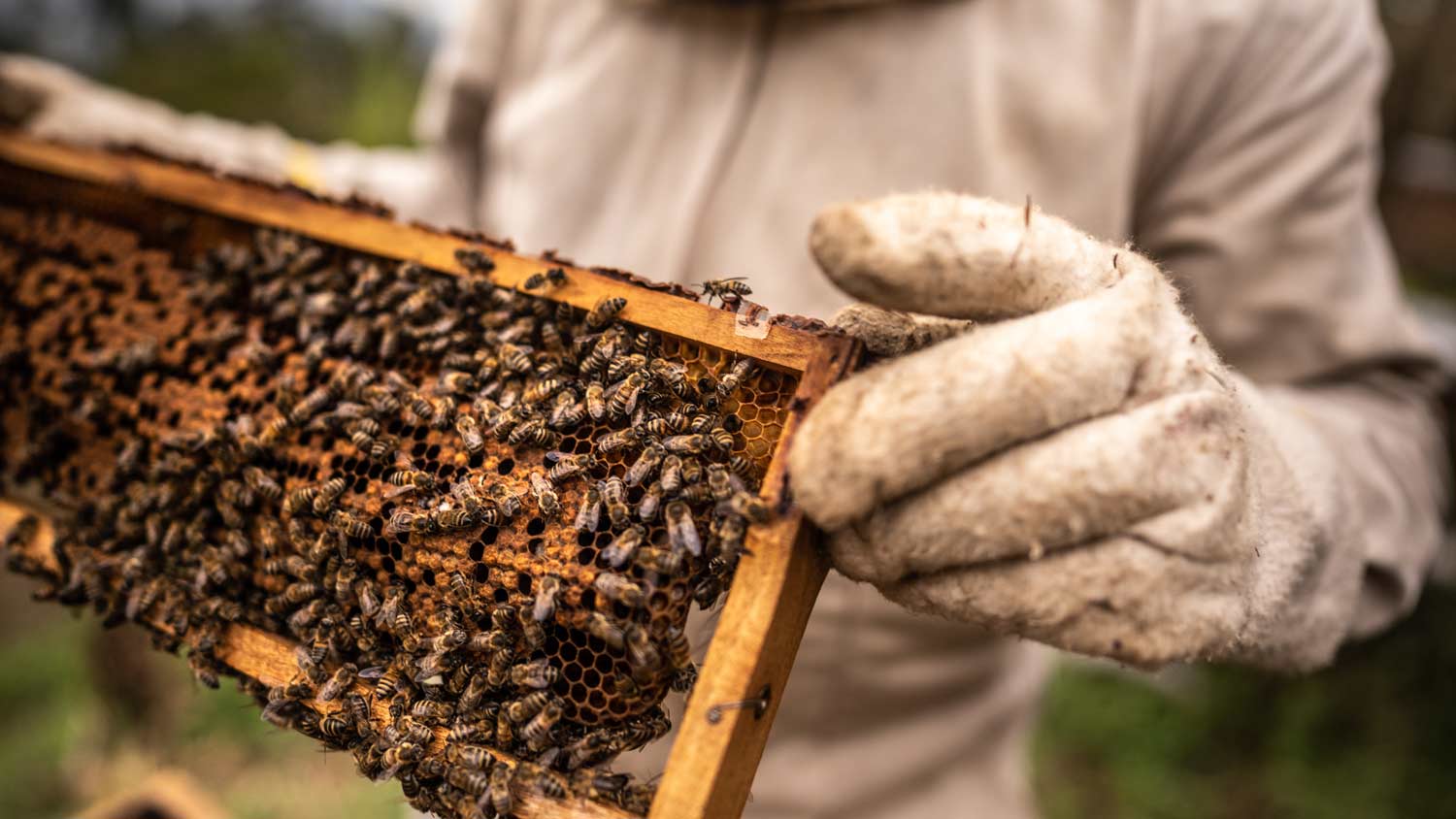 beekeeper collecting bees