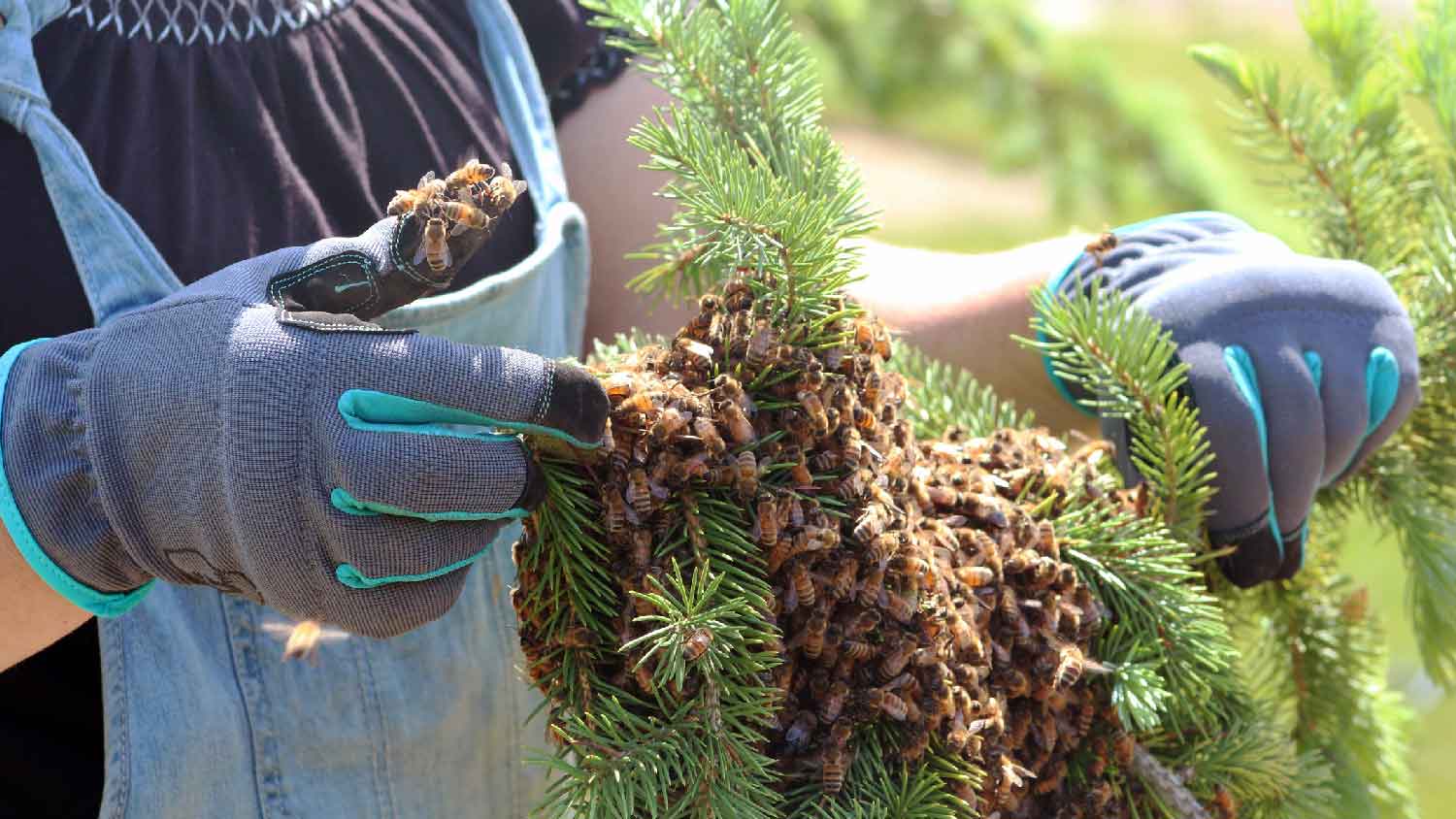 A beekeeper removing a bees nest