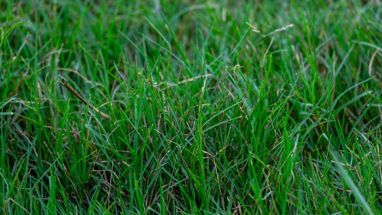 Close-up of Bermuda grass