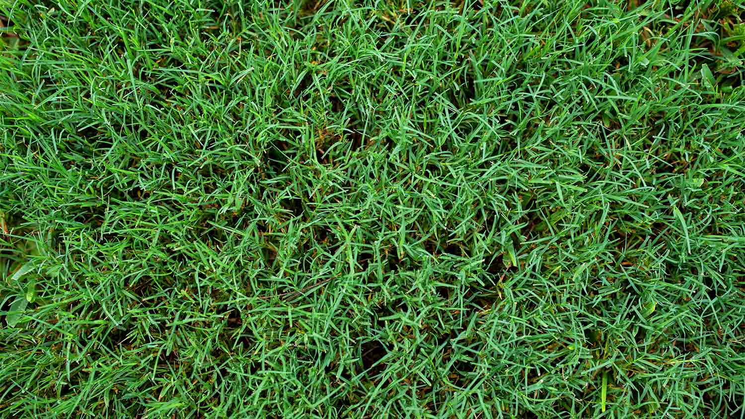 close up bermuda grass