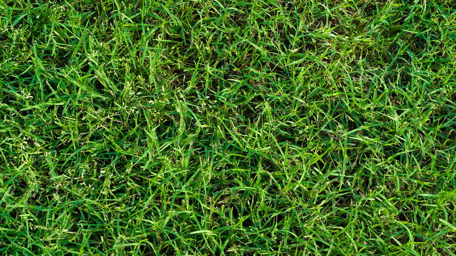 Closeup of Bermuda grass turf