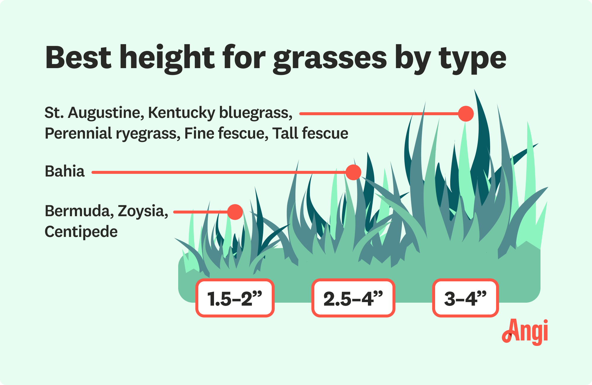 9 grass types compared by their optimal height, including Kentucky bluegrass, tall fescue, and Bermuda