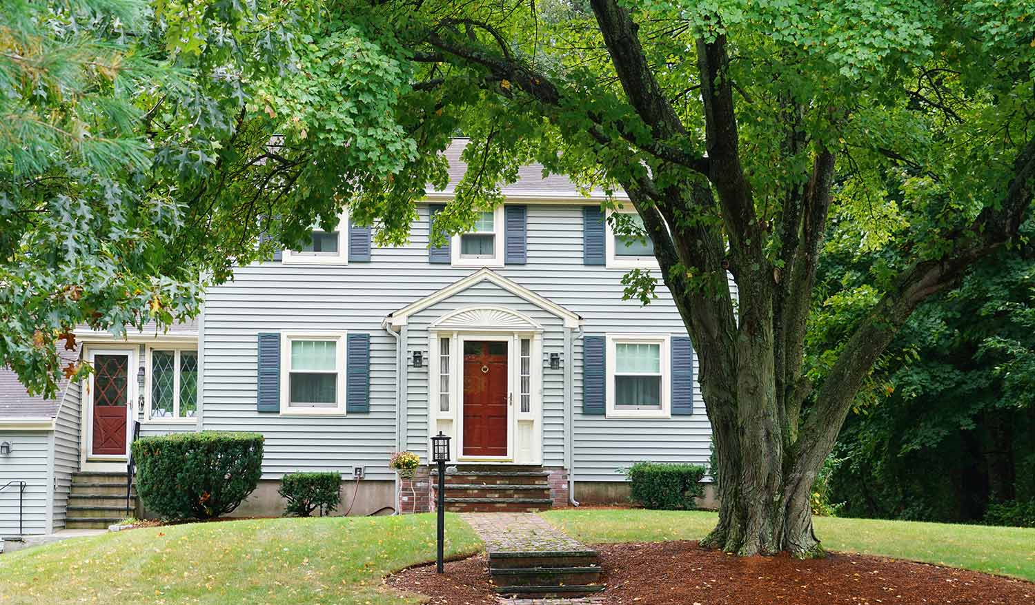 Green tree in front of house