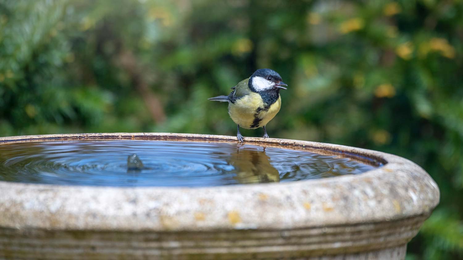 A bird on the edge of a bird bath