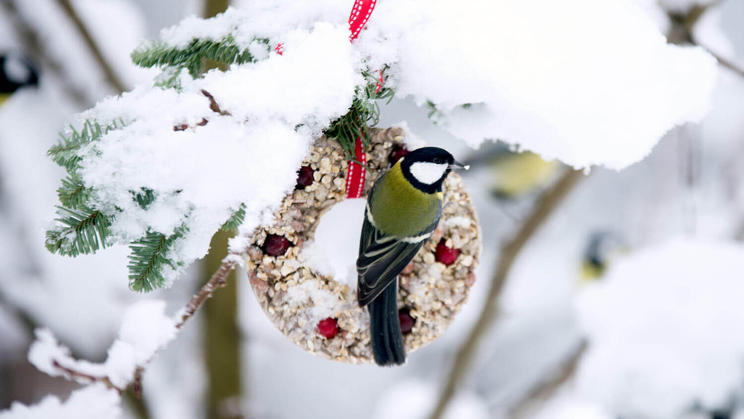 bird seed wreath outside on tree branch