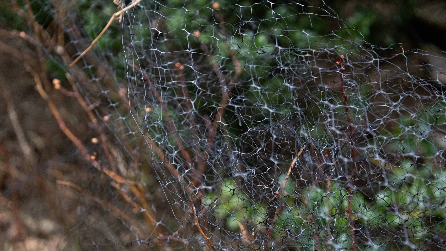 Net covering plants in yard