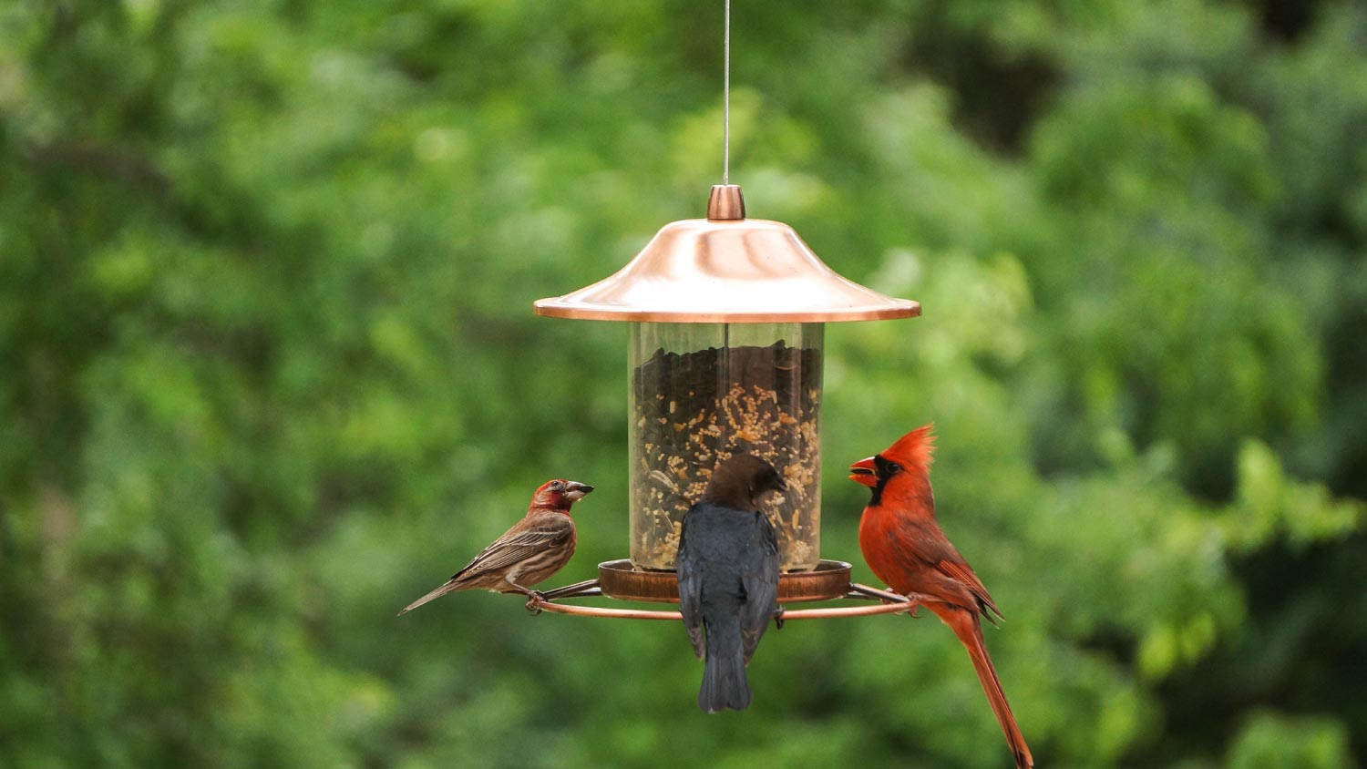 Beautiful birds eating seeds