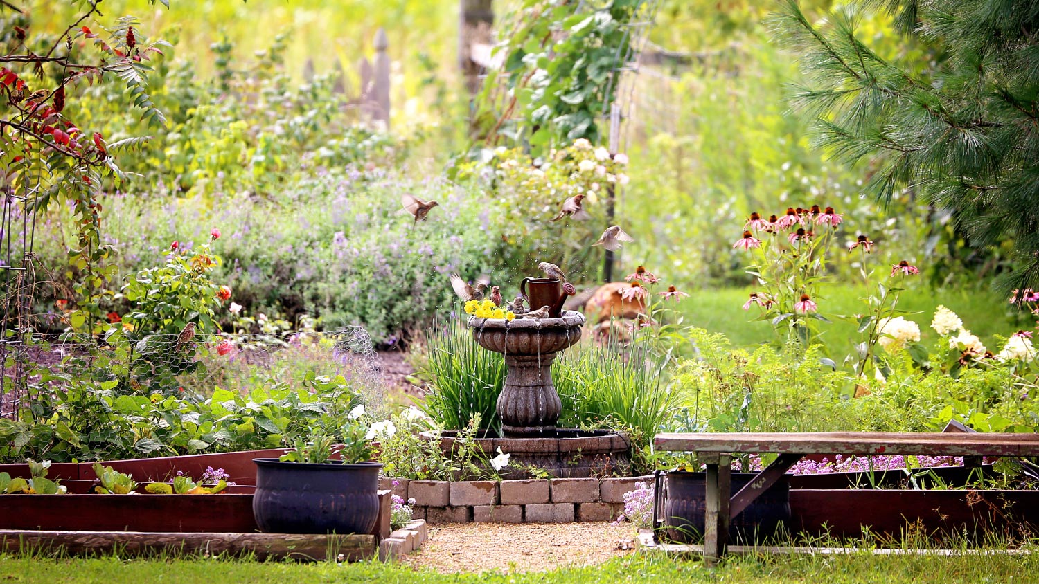 How to make a rain garden for wildlife - Discover Wildlife