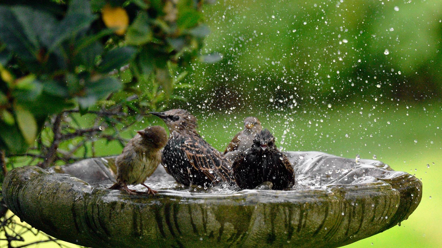 Birds in a stone birdbath