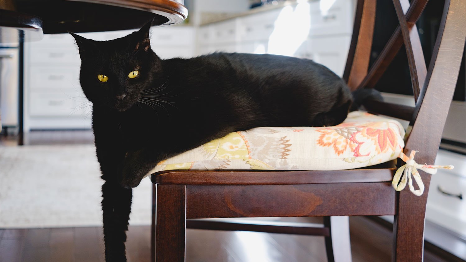 A black cat sits on a chair