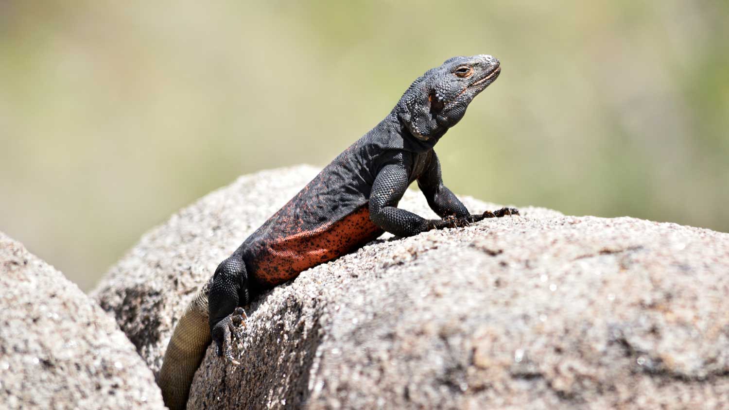black and red chuckwalla iguana