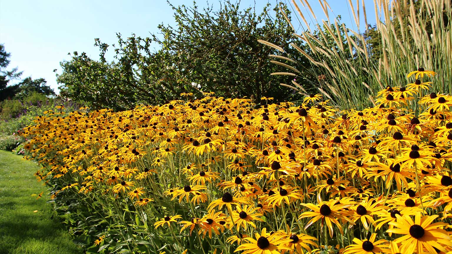 black eyed susan