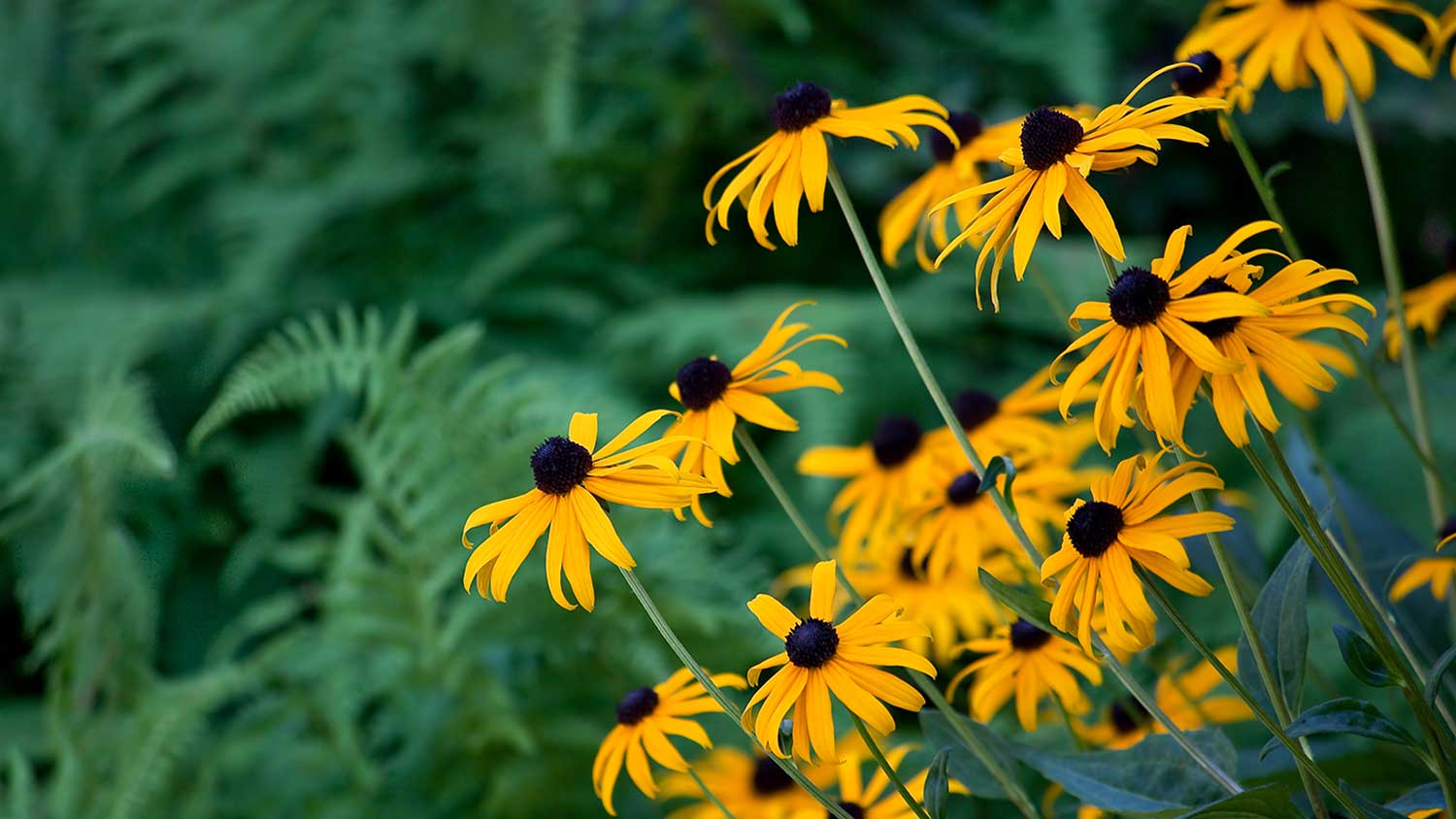 Black-eyed susans