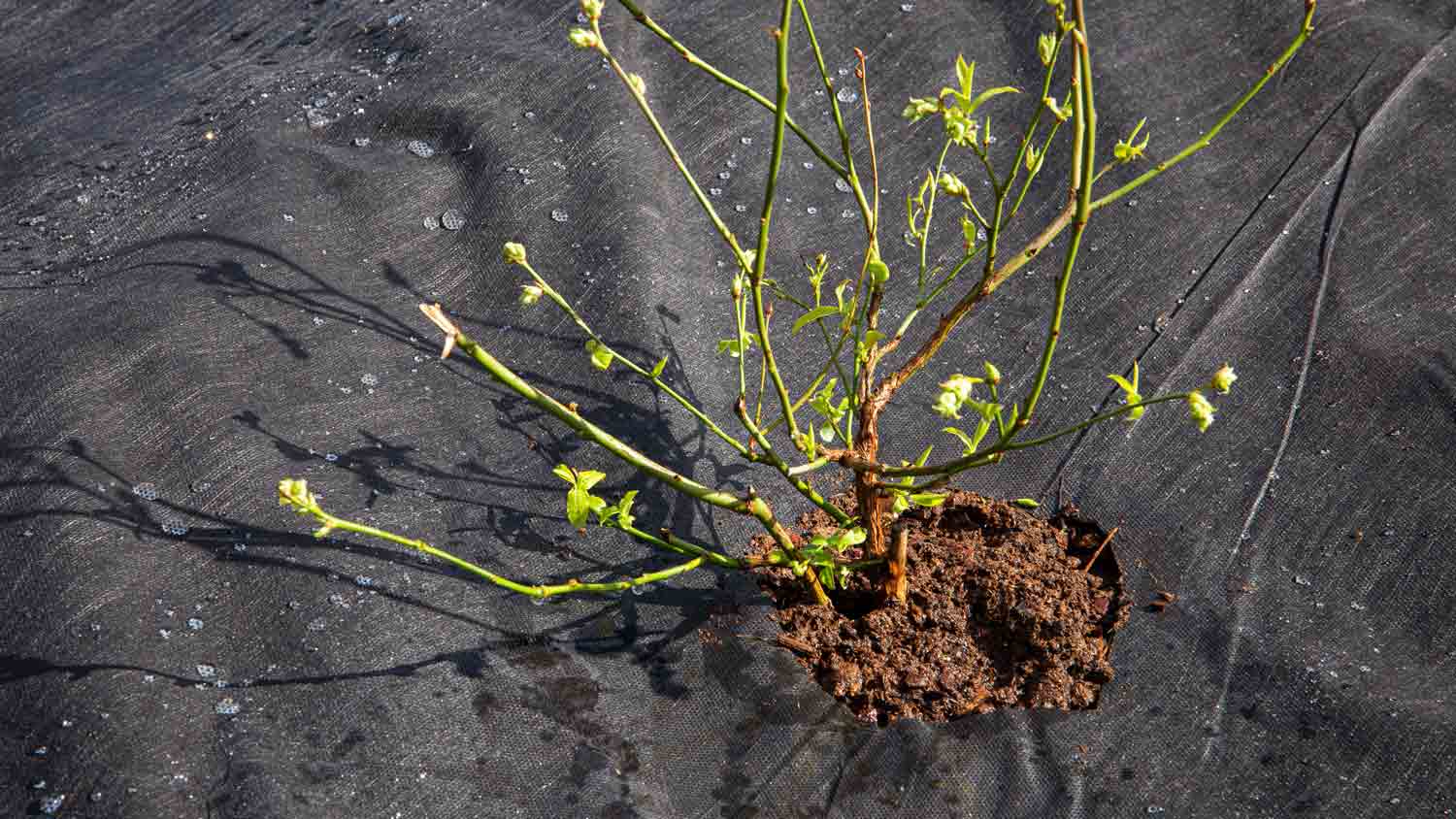 landscape mulch for blueberry bush