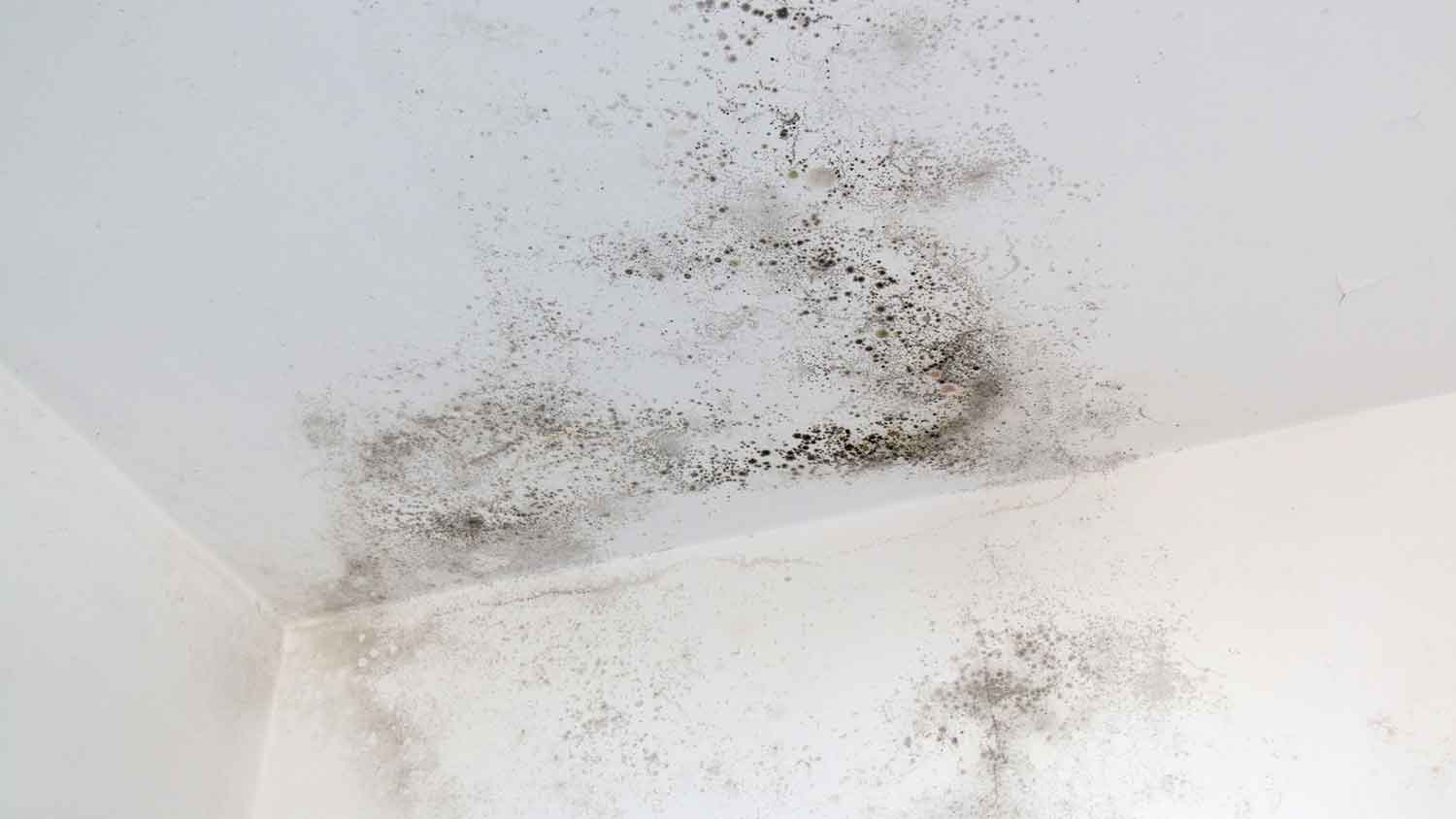 Black mold in the corner of the room