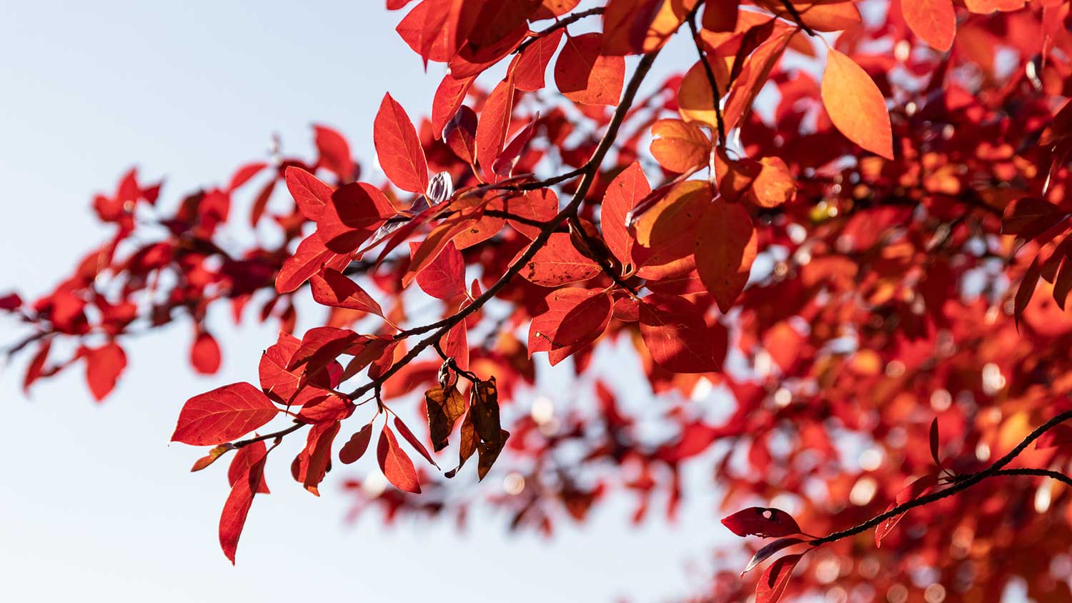 Detail of a black tupelo tree in autumn