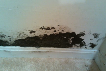 Black mold in basement