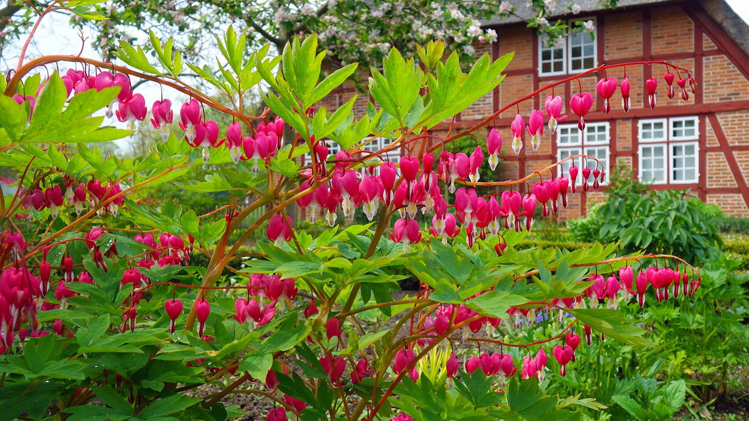 bleeding heart