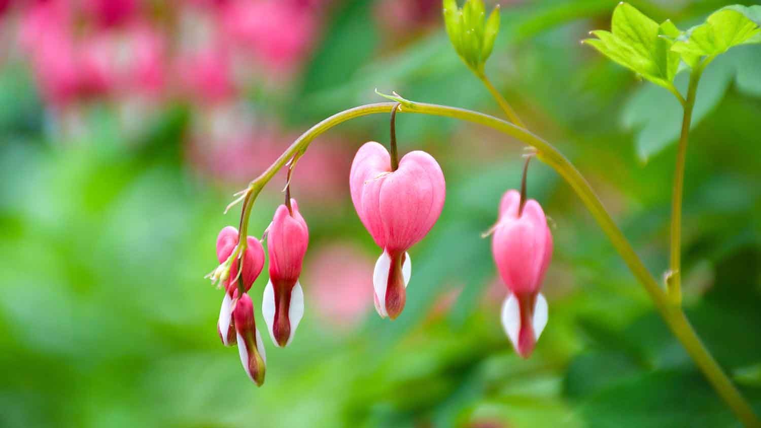 Closeup of a pink bleeding hearts plant