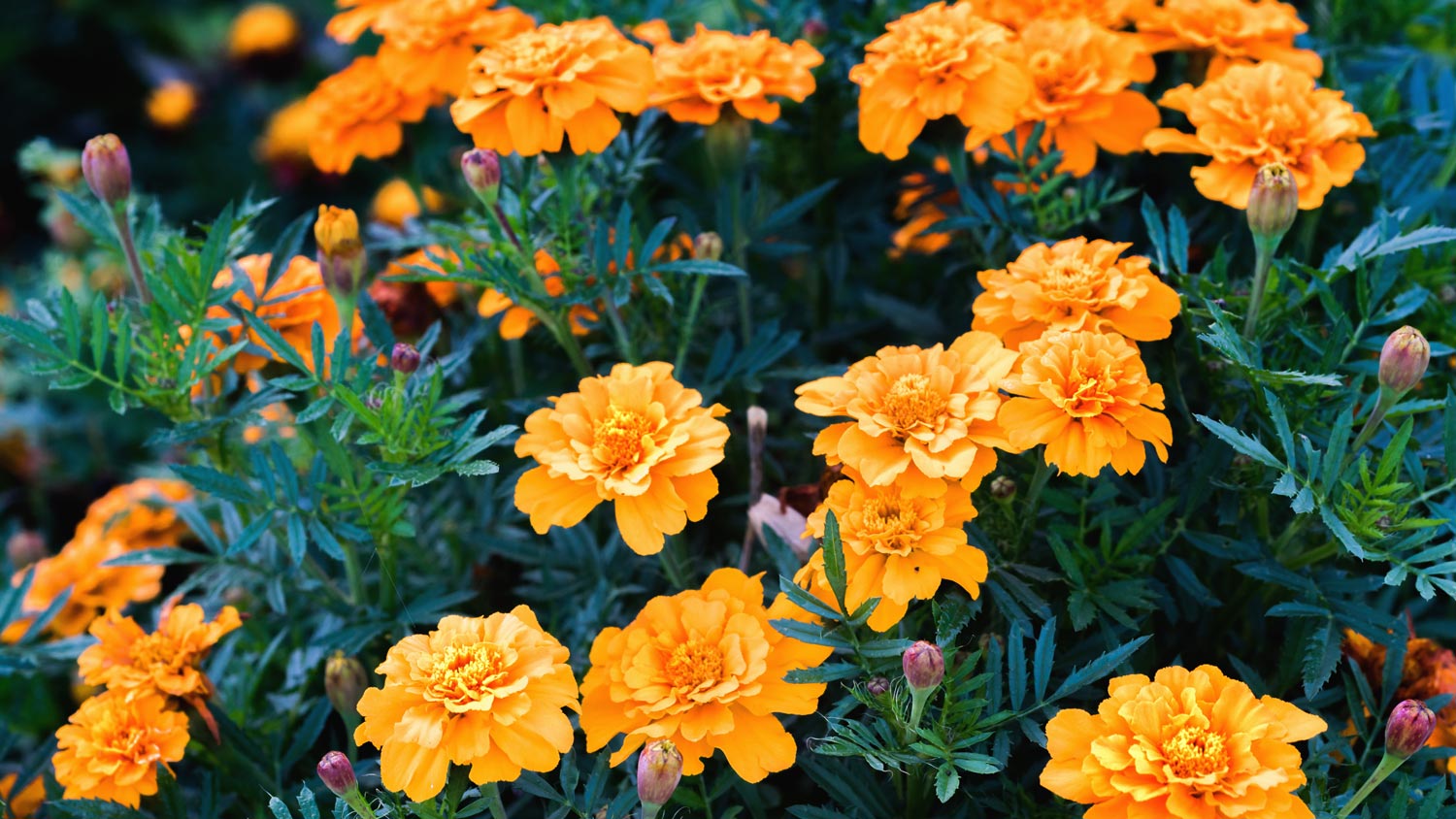 A bloomed marigold plant