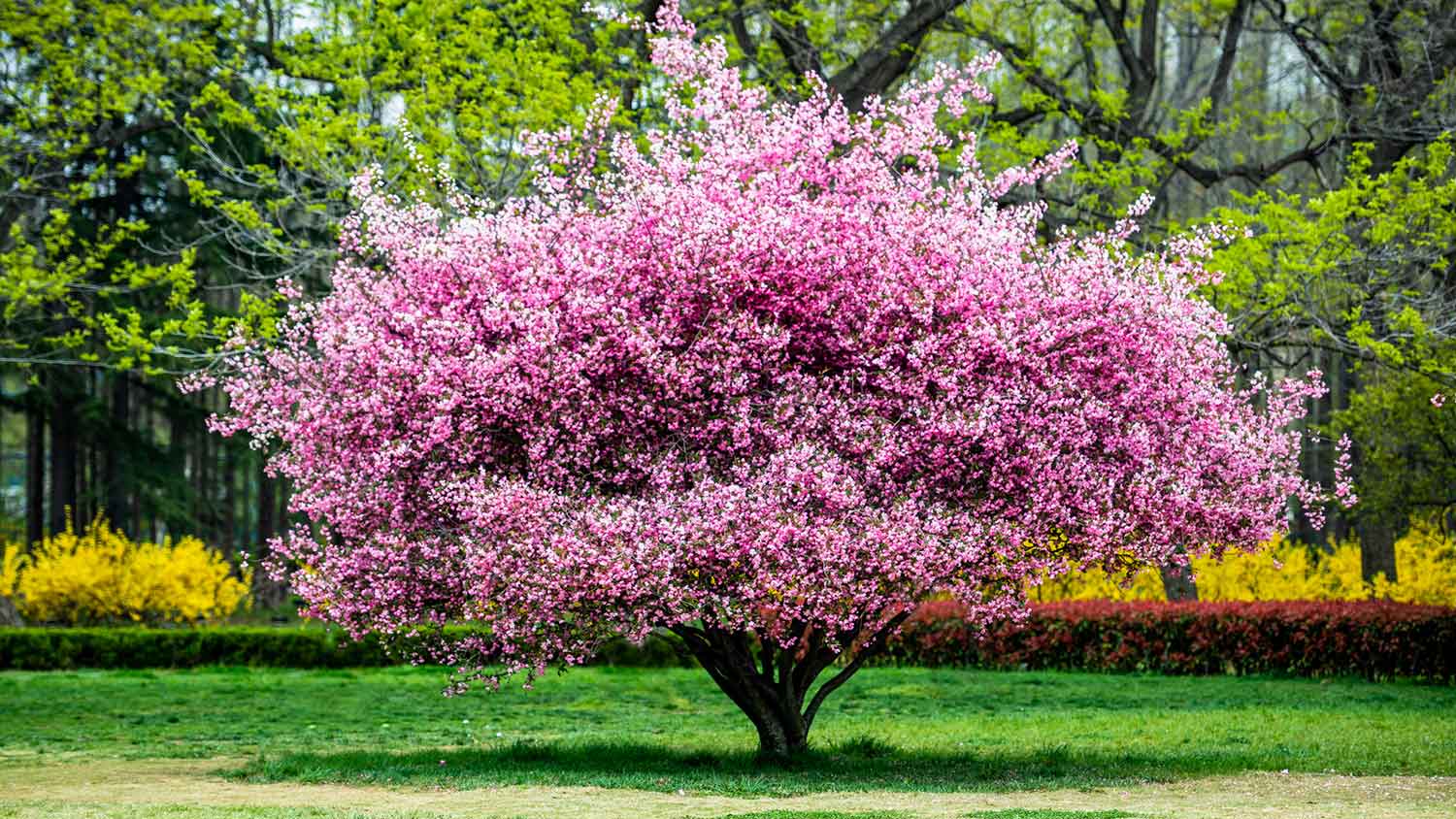 Crabapple tree in the spring