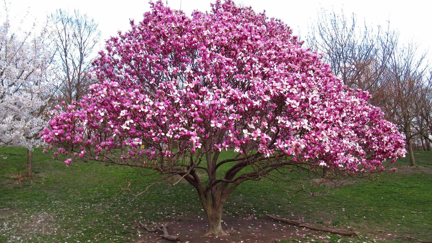 A blooming pink magnolia tree